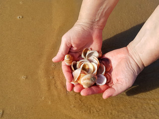 Female wet hands holding a bunch of seashells over the wet sand in the sea surf. Sunny day on the beach