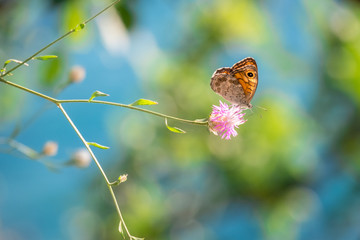 butterfly on a flower on a sunny summer day