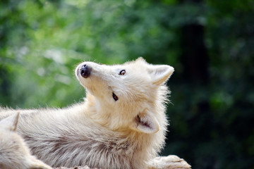 Cute Look of  Lying White Arctic Wolf 