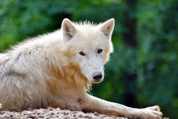 Obraz na płótnie Canvas Beautiful Look of White Arctic Wolf Lying on Rock Portrait