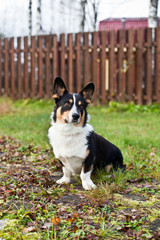Dog breed Welsh Corgi Cardigan is sitting in the yard against the background of a green lawn and a wooden fence