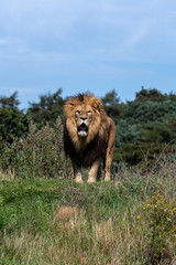 Large Male Lion in Grassland