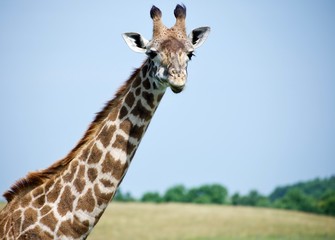 Isolated head and neck of reticulated giraffe