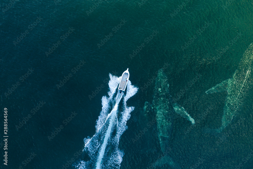 Wall mural whale surfaces next to a fast boat