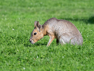 Beautiful Mara resting in Grass