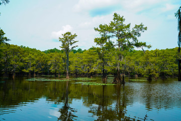 Fototapeta premium View at Caddo Lake State Park in Texas during summer