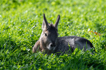 Beautiful Mara resting in Grass