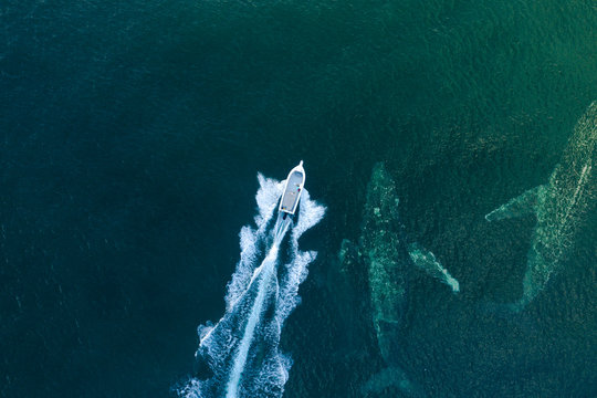 Whale Surfaces Next To A Fast Boat