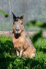Beautiful Mara resting in Grass