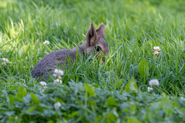 Beautiful Mara resting in Grass