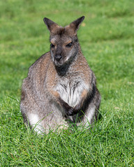 Young Wallaby Sat in Grass