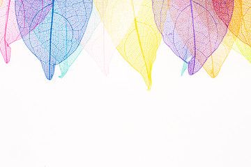 Beautiful colored transparent leaf skeletons  
