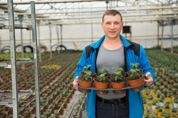 Farmer checking tomato seedlings