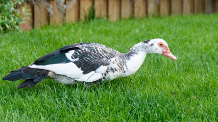 wild muscovy duck on grass