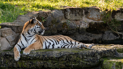 Fototapeta na wymiar Amur Tiger Resting on top of a Waterfall