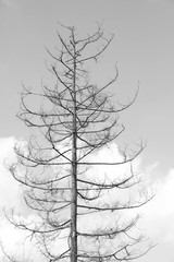 Verstorbener Baum 