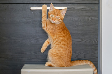 a small red kitten climbed on stand and tries to open built-in refrigerator. cunning cat.