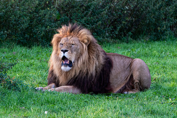 Naklejka premium Large Male Lion in Grassland