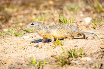 European ground squirrel, Spermophilus citellus, aka European souslik. Small cute rodent in natural habitat