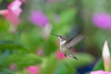 Fototapeta premium Love It In the Mandevilla