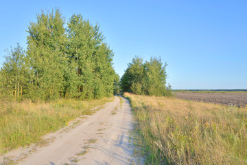 Fototapeta na wymiar Rural road in the field.