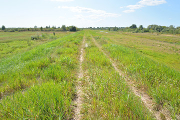 Fototapeta na wymiar Rural road in the field.