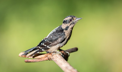 A male downy woodpecker 