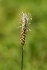 Plantain (Plantago lanceolata) was first used for all diseases of the respiratory organs, has laxative effects and generally strengthens organism.