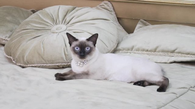 The theme is luxury and wealth. Young cat without a tail thoroughbred Mecogon bobtail lies resting on a big bed on a pillow in a Renaissance Baroque interior in France Europe Versailles Palace