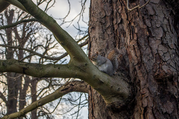 A squirrel on a tree