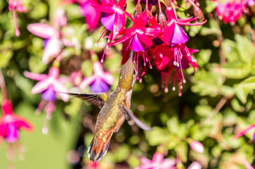 An Anna's hummingbird ( Calypte anna ) feeds from a colorful Fuchsia bush in British Columbia, Canada. 