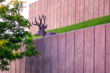 Wild mule deer in velvet resting in downtown Cody, Wyoming in August
