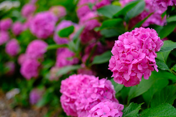 Blooming pink hortensia flowers in garden