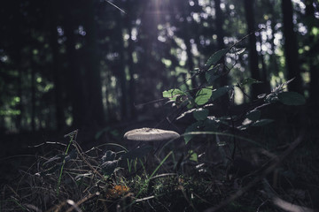 Pilz erleuchtet von der Sonne
