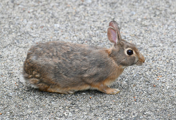 close up on wild rabbit on the road