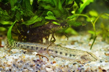 Cobitis taenia, weather spined loach, common freshwater ornamental fish in European nature aquarium on sand bottom