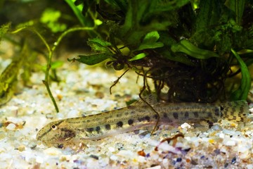 Cobitis taenia, weather spined loach, wide-spread little freshwater fish in European nature aquarium search for prey on sand bottom