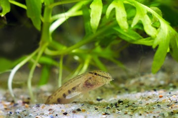 Cobitis taenia, spined loach, common freshwater ornamental fish in European nature aquarium, famous...