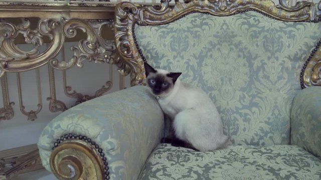 Beautiful rare breed of cat Mekongsky Bobtail female pet cat without tail sits interior of European architecture on retro vintage chic royal armchair 18th century Versailles palace. Baroque furniture