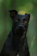 Schwarzer Mischling im Grünen - mystisch