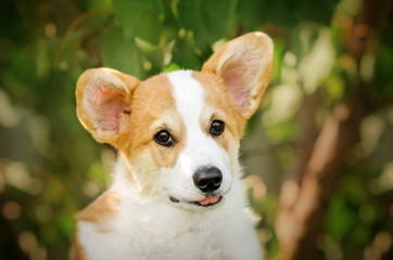 welsh corgi pembroke red puppy cute portrait playing on the lawn