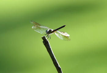 dragonfly stop on the branch