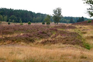 Fototapeta na wymiar A view of the Lüneburg Heath