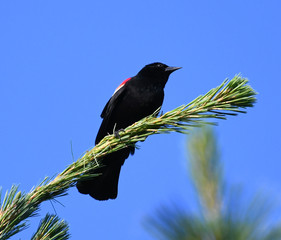 red wing blackbird on the pine tree branch