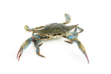 live blue crab isolated on white background