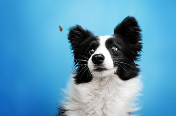 border collie dog funny portrait on a blue background catches food