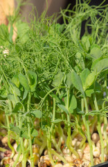 pea sprouts and tendrils