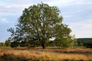 Ein großer alter Baum in der Lüneburger Heide