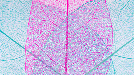 Beautiful colored transparent leaf skeletons  