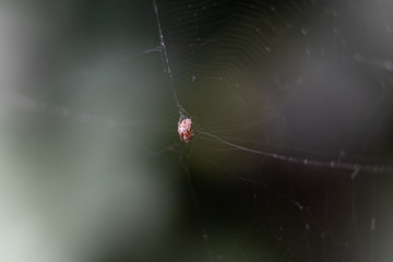 Little Spider on a very thin almost invisible web.